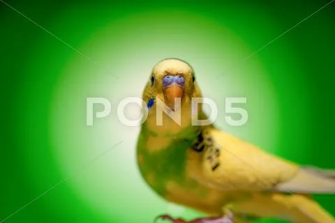 One parrot budgies Stock Photos