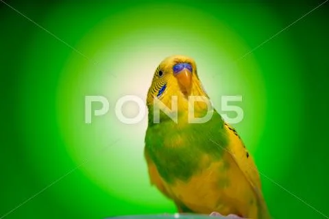 One parrot budgies Stock Photos