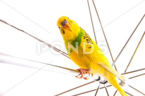 One parrot budgies. Stock Photos