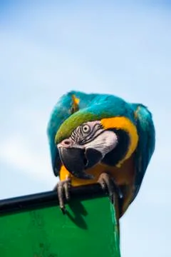 One parrot Stock-Fotos