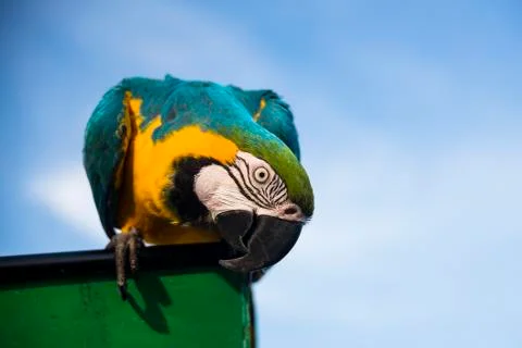 One parrot Fotos de archivo