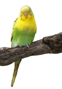 One Parrot sitting on a tree branch isolated Stock Photos