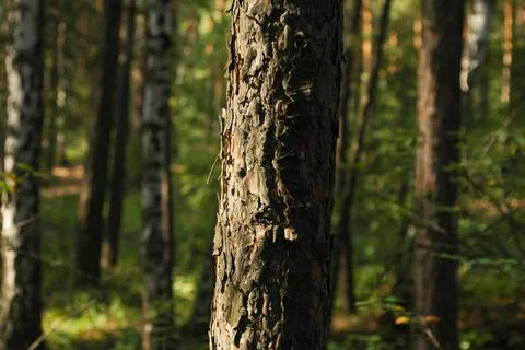 One part of the pine trunk and its bark is lit in sunlight close-up Stock-Fotos