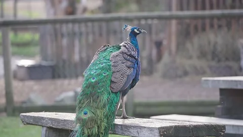 One Peacock cleanses it's feathers while standing on a desk in a park Video stock 221182967