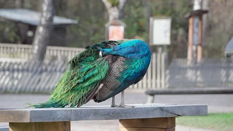 One Peacock cleanses it's feathers while standing on a desk in a park Video stock 221182971