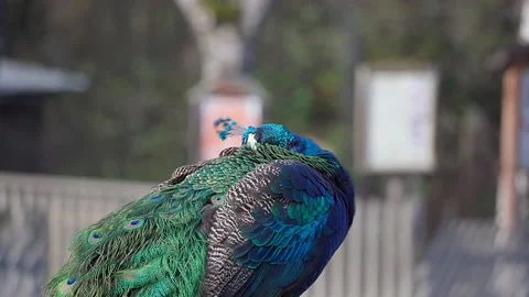 One Peacock cleanses it's feathers while standing on a desk in a park Video stock 221183013