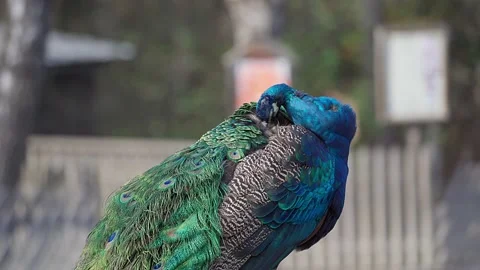 One Peacock cleanses it's feathers while standing on a desk in a park Video stock 221183014