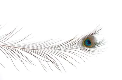 One Peacock Feather Foto stock