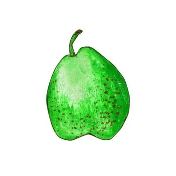 One pear isolated on a white background. Stock Illustration