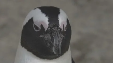 One Penguin looking around Stock Footage 195249069