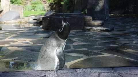 One penguin in the zoo Stock Footage 287933162