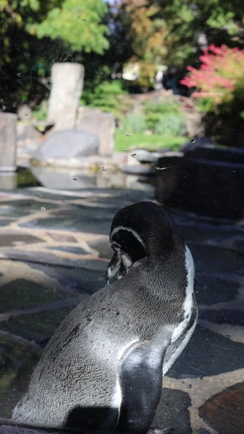 One penguin in the zoo vertical video Stock Footage 288008878