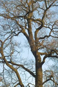 One perfect tree Stock Photos