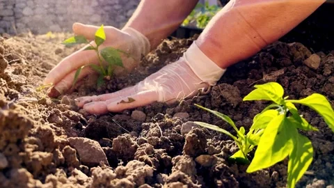 One person plants a sapling in the ground Stock Footage 331358146