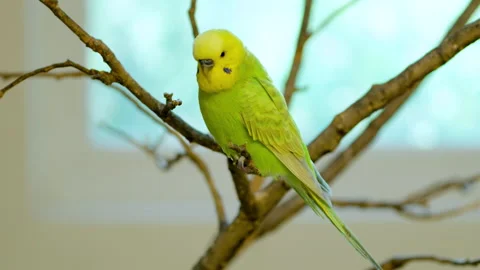 One Pet Budgerigar (Melopsittacus undulatus) or Common Parakeet on Tree 스톡 동영상 252194369