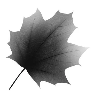 One photorealistic gray maple leaf. Very detailed leaf texture with light, is Stock Illustration