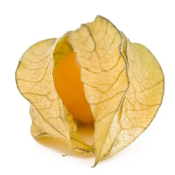 One physalis fruit Stock Photos