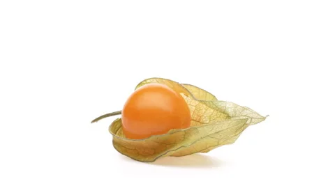 One physalis with open calix rotating. Isolated on white background. Stock Footage 166222985
