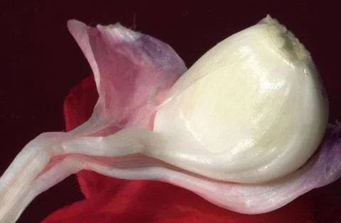 One piece of garlic 写真素材