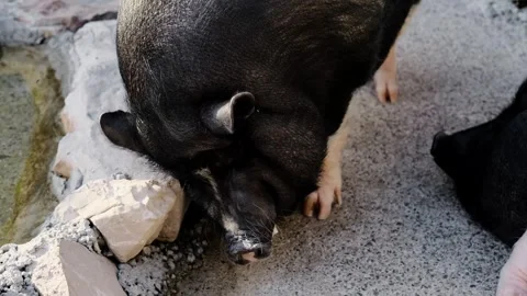 One pig sniffing the ground while another pig sleeps nearby on concrete floor Stock Footage 327491357