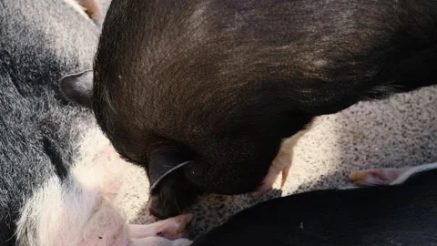 One pig sniffing the ground while two other pigs are sleeping nearby. Quiet farm Stock Footage 327491392