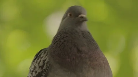 One pigeon close up from green background Stock Footage 82499208