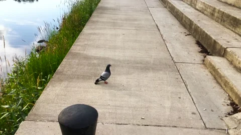 One pigeon Stock Footage 132993032
