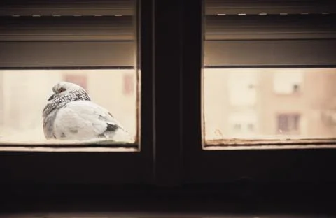 One Pigeon in Front of Window Stock-Fotos