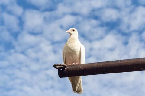 One pigeon perch on a Rack Stock Photos