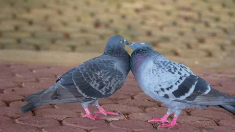 One pigeon preening and grooming its partner on the walkway Stock Footage 339458243
