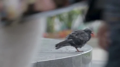 One pigeon sitting on a rock Stock Footage 82469665