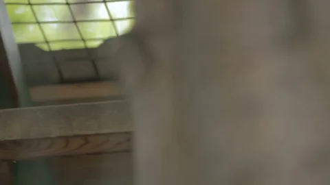 One pigeon sleep in a birdcage Stock Footage 82451639