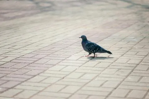 One pigeon standing on a ground or pavement in a city. Stock Photos