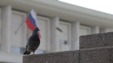 One pigeon on the street Stock Footage 82469840
