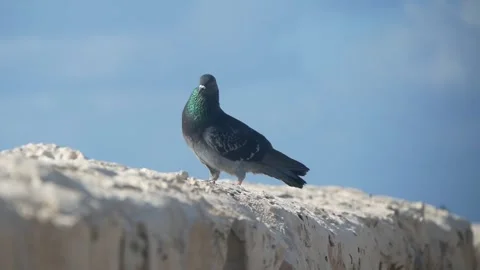 One Pigeon Walks on a Stone Wall on a Sunny Day Stock Footage 243078403