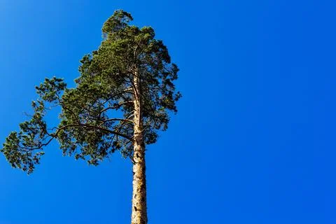 One pine against the background of the sky Stock Photos