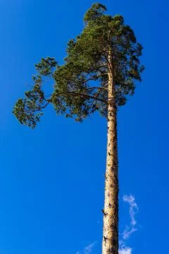 One pine against the background of the sky Foto stock