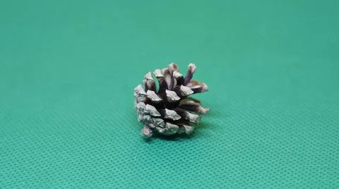 One pine cone on a green background 写真素材