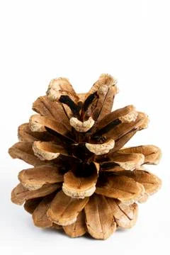 One pine cone Stock Photos