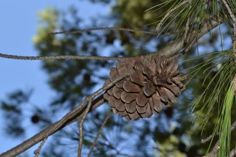 One Pine Cone Stock Photos