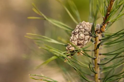 One pine cone on pine tree branch in summer warm light blurred background Stock Photos