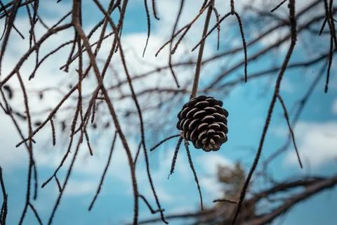 One pine cone on tree's branch in day Stock Photos
