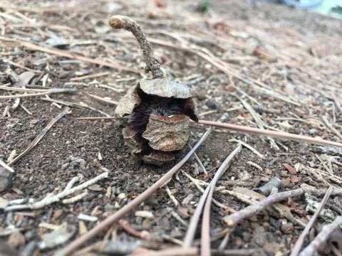 One pine cones fallen on the ground in the forest. Stock Photos