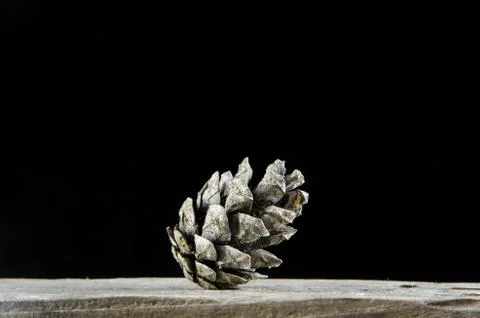 One pine tree cone Stock Photos