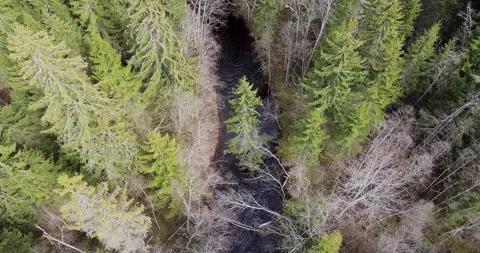 One pine tree inside the river. Flying down beneath the forest and looking river Stock Footage 199012466