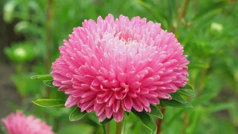 One pink aster flower closeup Stock Footage 89525856