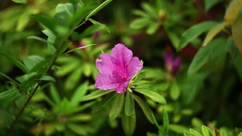 One Pink Azalea in the grass Vidéo 332681861