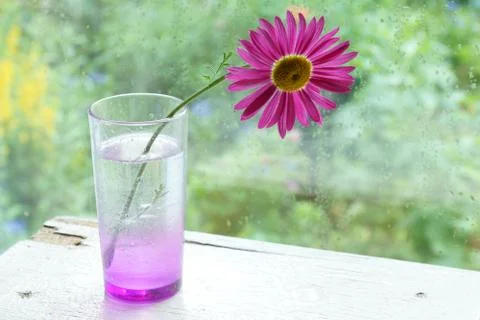 One pink chamomile on the table by the window in a glass raindrops on the win 스톡 사진
