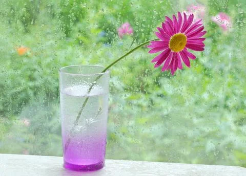 One pink chamomile on the table by the window in a glass raindrops on the win 스톡 사진