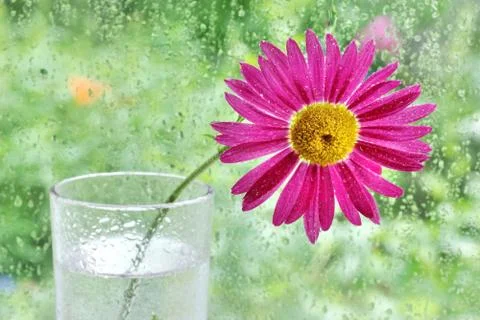 One pink chamomile on the table by the window in a glass raindrops on the win 스톡 사진